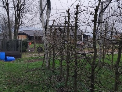 Izdanci iz dunje kao podloge krušaka