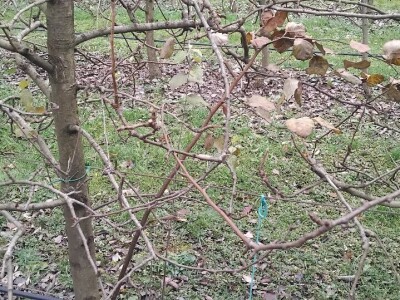 Izdanci iz dunje kao podloge krušaka