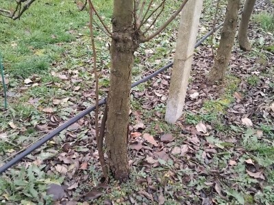 Izdanci iz dunje kao podloge krušaka