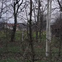 Izdanci iz dunje kao podloge krušaka