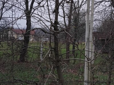 Izdanci iz dunje kao podloge krušaka