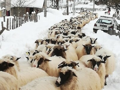 Izet Trnka: Ovčarima duguju poticaje za 2018., a to nisu svi problemi