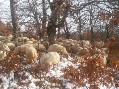 Izet Trnka: Ovčarima duguju poticaje za 2018., a to nisu svi problemi