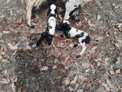 Izet Trnka: Ovčarima duguju poticaje za 2018., a to nisu svi problemi