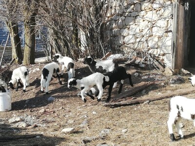 Izet Trnka: Ovčarima duguju poticaje za 2018., a to nisu svi problemi