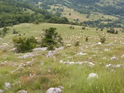 Izet Trnka: Ovčarima duguju poticaje za 2018., a to nisu svi problemi