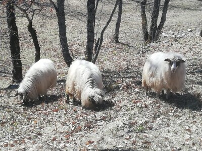 Izet Trnka: Ovčarima duguju poticaje za 2018., a to nisu svi problemi