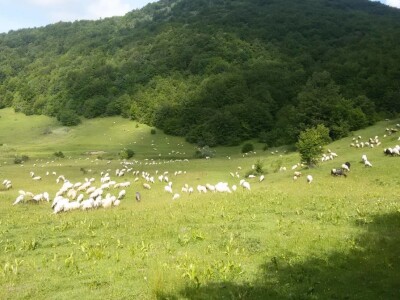 Izet Trnka: Ovčarima duguju poticaje za 2018., a to nisu svi problemi