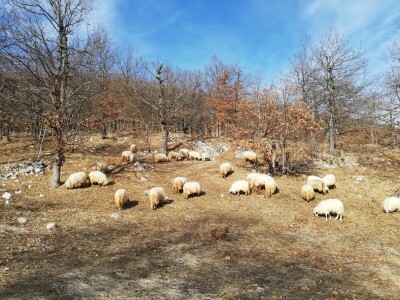 Izet Trnka: Ovčarima duguju poticaje za 2018., a to nisu svi problemi
