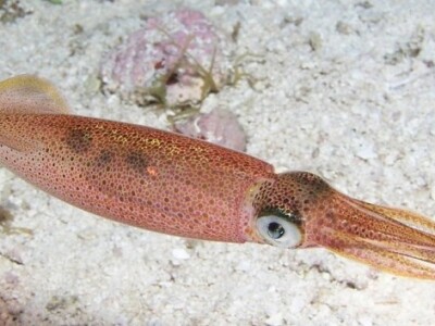 Izgled lignje u moru