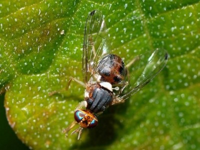 Izgled maslinove muhe