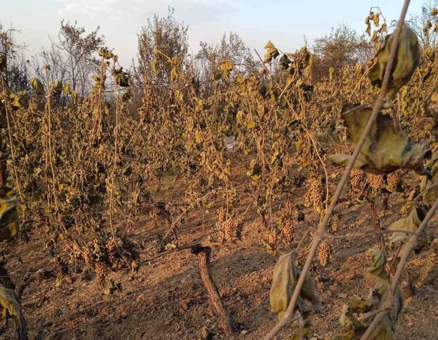 Izgoreo vinograd