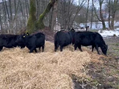 Izgradnja farme u Ljubunčiću kod Livna