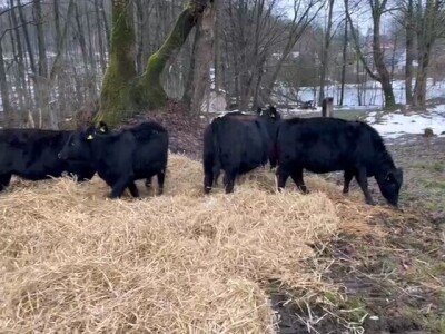 Izgradnja farme u Ljubunčiću kod Livna Izgradnja farme u Ljubunčiću kod Livna