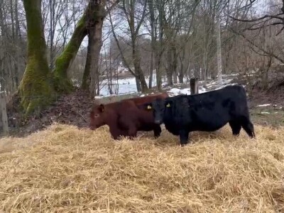 Izgradnja farme u Ljubunčiću kod Livna Izgradnja farme u Ljubunčiću kod Livna
