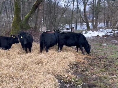 Izgradnja farme u Ljubunčiću kod Livna Izgradnja farme u Ljubunčiću kod Livna
