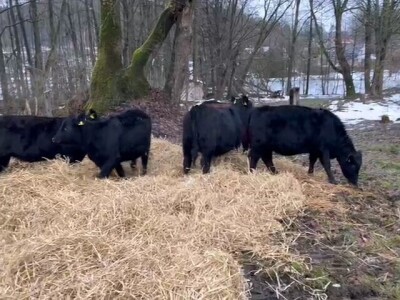 Izgradnja farme u Ljubunčiću kod Livna Izgradnja farme u Ljubunčiću kod Livna