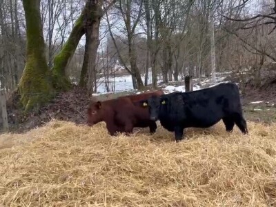 Izgradnja farme u Ljubunčiću kod Livna Izgradnja farme u Ljubunčiću kod Livna