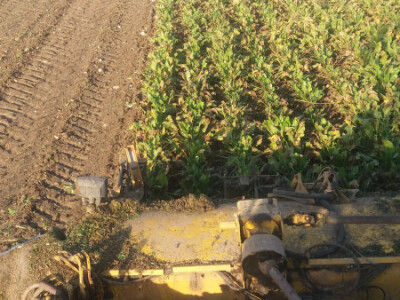 Vađenje šećerne repe Vađenje šećerne repe