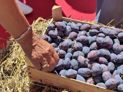 Izlagači na "Sajmu šljive"