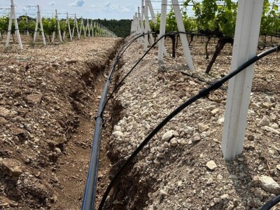 TOPLINSKI VAL - Kako je  Colićev sustav spasio vinograd Bože Bačića