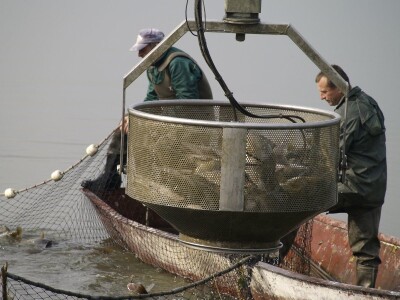 Izlov ribe PP Orhavica