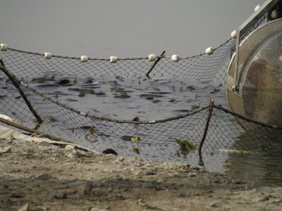 Izlov ribe PP Orhavica