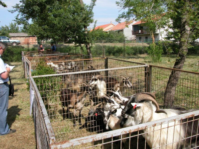 Izložba koza Izložba koza