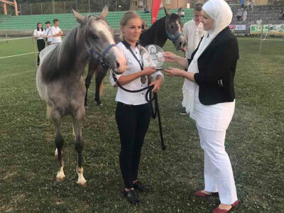 Prva izložba čistokrvih arapskih konja u BiH Prva izložba čistokrvih arapskih konja u BiH