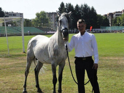 Prva izložba čistokrvih arapskih konja u BiH Prva izložba čistokrvih arapskih konja u BiH