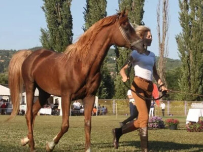 Prva izložba čistokrvih arapskih konja u BiH Prva izložba čistokrvih arapskih konja u BiH