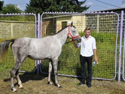 Prva izložba čistokrvih arapskih konja u BiH Prva izložba čistokrvih arapskih konja u BiH