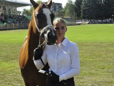 Prva izložba čistokrvih arapskih konja u BiH Prva izložba čistokrvih arapskih konja u BiH