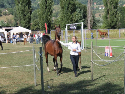 Prva izložba čistokrvih arapskih konja u BiH Prva izložba čistokrvih arapskih konja u BiH