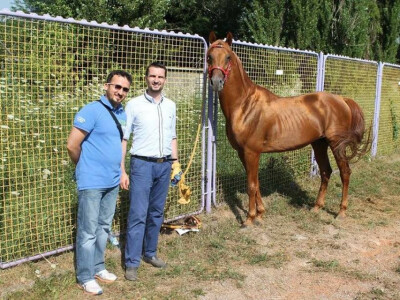 Prva izložba čistokrvih arapskih konja u BiH Prva izložba čistokrvih arapskih konja u BiH