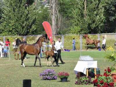 Prva izložba čistokrvih arapskih konja u BiH Prva izložba čistokrvih arapskih konja u BiH