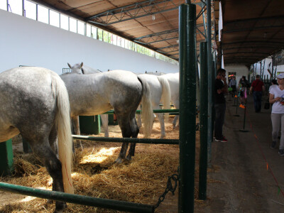 Izložba konja na Novosadskom sajmu Izložba konja na Novosadskom sajmu