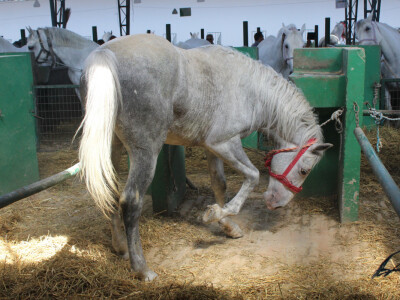 Izložba konja na Novosadskom sajmu