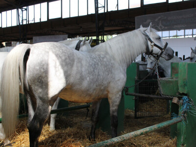 Izložba konja na Novosadskom sajmu Izložba konja na Novosadskom sajmu