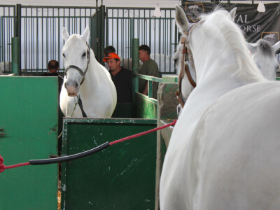 Izložba konja na Novosadskom sajmu