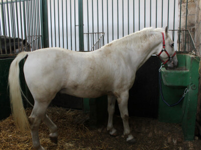 Izložba konja na Novosadskom sajmu