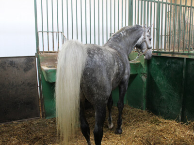 Izložba konja na Novosadskom sajmu Izložba konja na Novosadskom sajmu