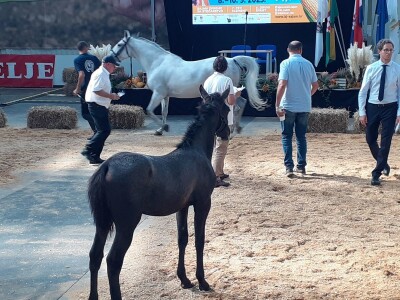 Izložba konja u Gudovcu