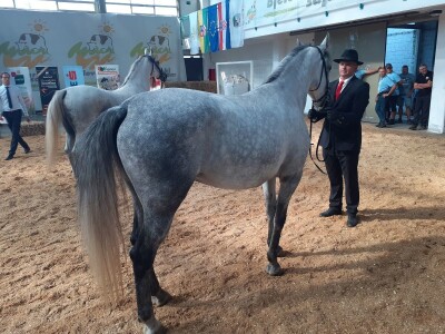 Izložba konja u Gudovcu