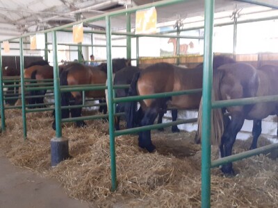 Izložba konja u Gudovcu