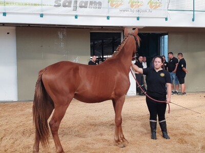 Izložba konja u Gudovcu
