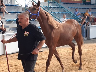 Izložba konja u Gudovcu