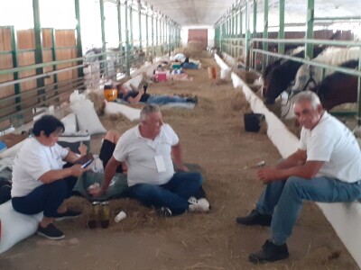 Izložba konja u Gudovcu