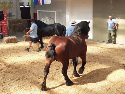 Izložba konja u Gudovcu