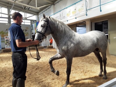 Izložba konja u Gudovcu